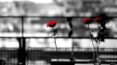 Flowers roses bokeh grayscale depth of field selective coloring