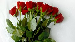 Flowers roses bouquet