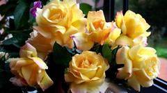 Flowers roses bucket