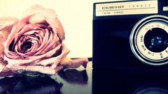 Flowers roses Cameras monochrome