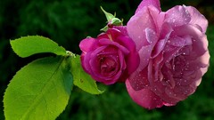 Flowers roses close-up