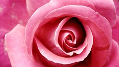 Flowers roses close-up pink roses