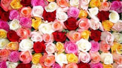 Flowers roses colors