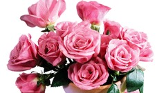 Flowers roses colors