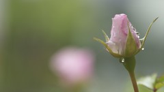 Flowers roses depth of field