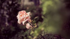 Flowers roses depth of field
