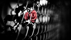 Flowers roses fences depth of field selective coloring