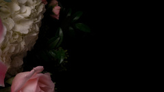 Flowers roses flower