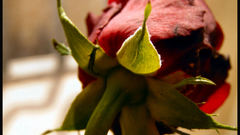 Flowers roses flower