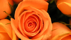 Flowers roses flower