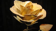 Flowers roses flower