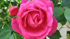 Flowers roses flower rose