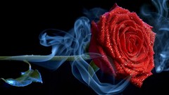 Flowers roses Frozen digital art