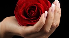 Flowers roses hands black background red rose red flowers