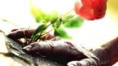 Flowers roses hands versus