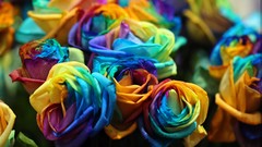 Flowers roses multicolor