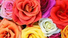 Flowers roses multicolor