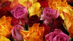 Flowers roses multicolor