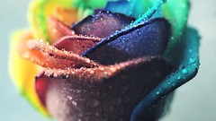 Flowers roses multicolor Photo manipulation