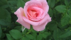 Flowers roses nature