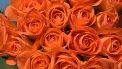 Flowers roses orange flowers