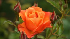 Flowers roses orange flowers