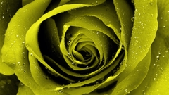 Flowers roses Photo manipulation