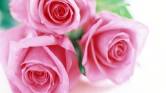 Flowers roses pink flowers