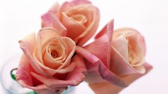 Flowers roses pink flowers