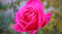 Flowers roses pink flowers