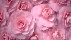 Flowers roses pink flowers