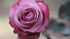 Flowers roses pink flowers