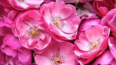 Flowers roses pink flowers