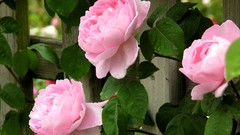 Flowers roses pink flowers