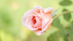 Flowers roses pink flowers