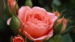 Flowers roses pink flowers