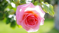 Flowers roses pink flowers