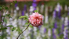 Flowers roses pink flowers bokeh