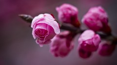 Flowers roses pink flowers depth of field