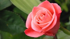 Flowers roses pink flowers pink roses