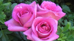 Flowers roses pink flowers pink roses