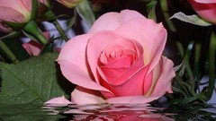 Flowers roses pink flowers pink roses