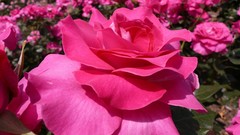 Flowers roses pink flowers pink roses