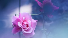 Flowers roses pink flowers reflections