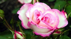 Flowers roses pink flowers variegated pink roses