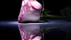 Flowers roses pink flowers variegated pink roses