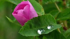 Flowers roses pink flowers water drops pink roses