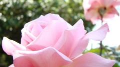 Flowers roses pink flowers yellow flowers Yellow Rose pink roses