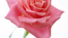 Flowers roses pink roses