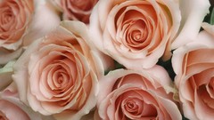 Flowers roses pink roses